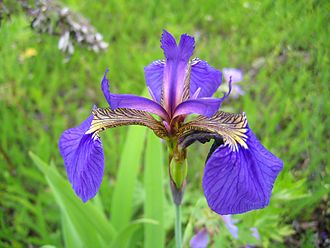 Iris-setosa