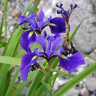 Iris-versicolor