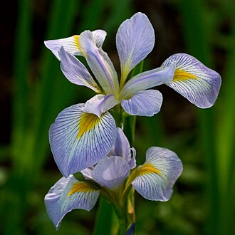Iris-virginica
